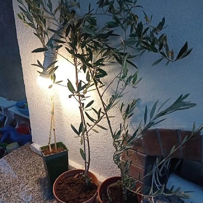 Fotografija