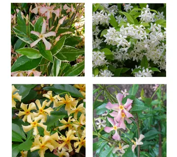 TRACHELOSPERMUM JASMINOIDES / zimz. jasmin - cover