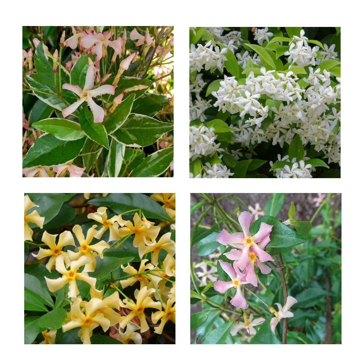 TRACHELOSPERMUM JASMINOIDES / zimz. jasmin - cover