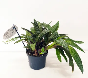 SCILLA Violacea - cover