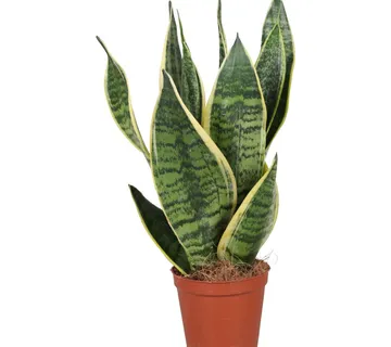 SANSEVIERIA TRIF. “Futura Superba” - cover