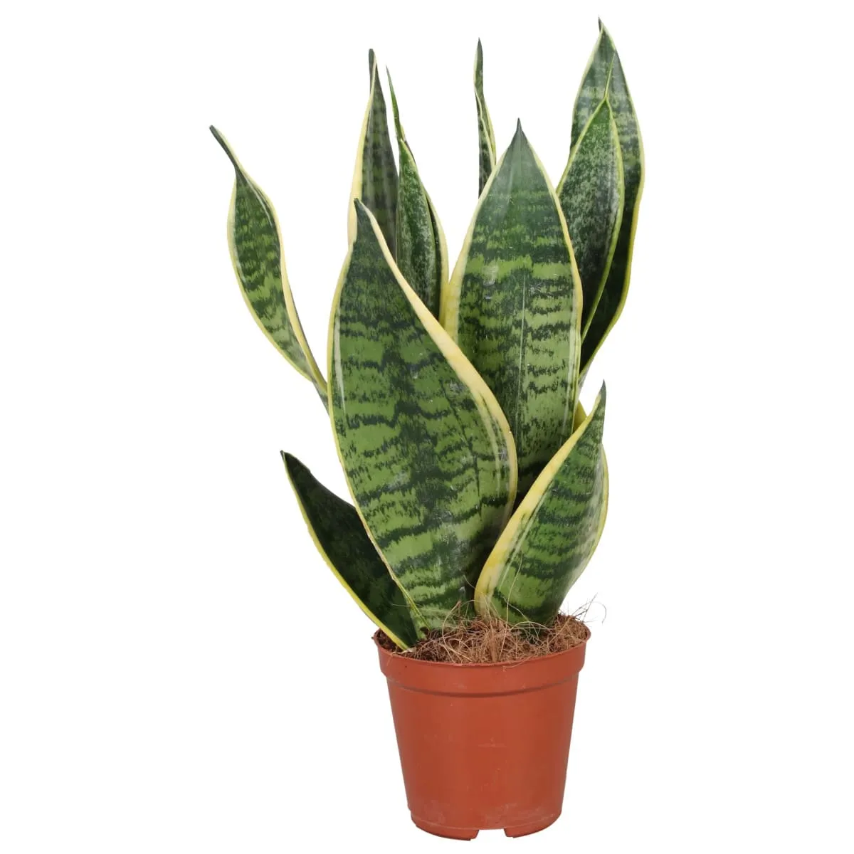 SANSEVIERIA TRIF. “Futura Superba” - cover