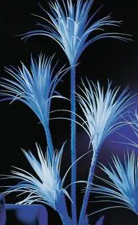 EUROPALMS Yucca palm tree, uv-white, 180cm - cover