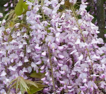 WISTERIA FLOR. “Rosea” - cover