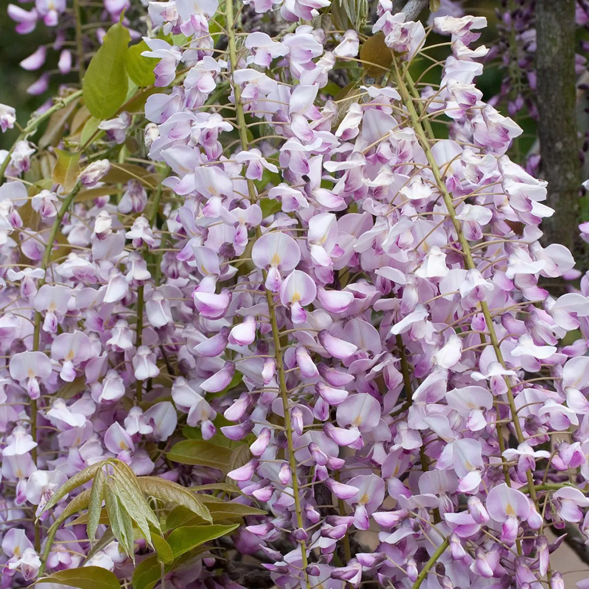 WISTERIA FLOR. “Rosea” - cover