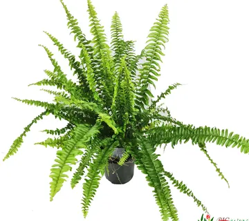 NEPHROLEPIS EXALTATA - cover