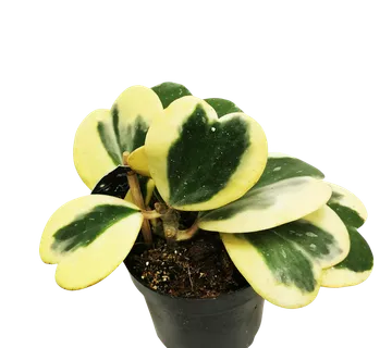 HOYA “Kerrii” Variegata - cover