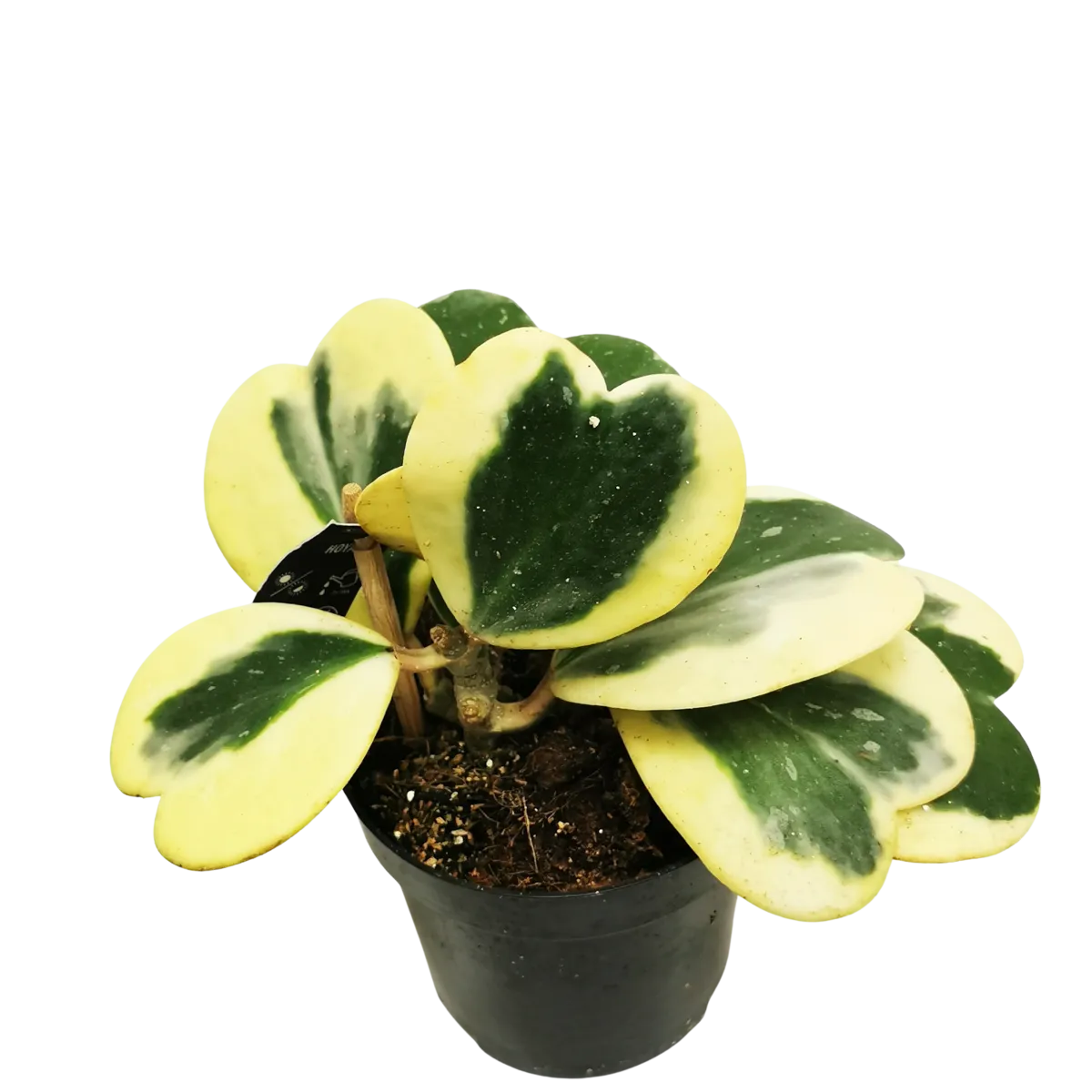 HOYA “Kerrii” Variegata - cover