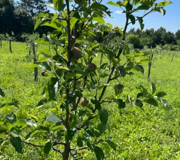 PRODAJA Poljoprivredno zemljište ISTRA (Sveti Petar u Šumi) - cover