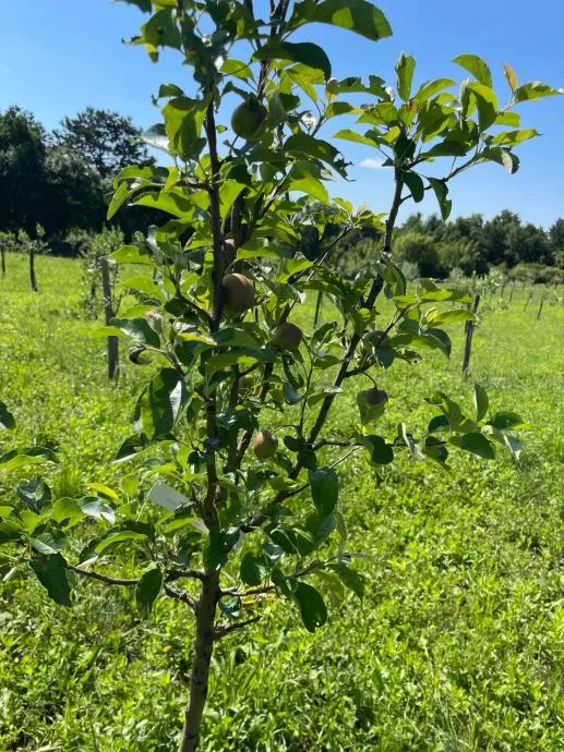 PRODAJA Poljoprivredno zemljište ISTRA (Sveti Petar u Šumi) - cover