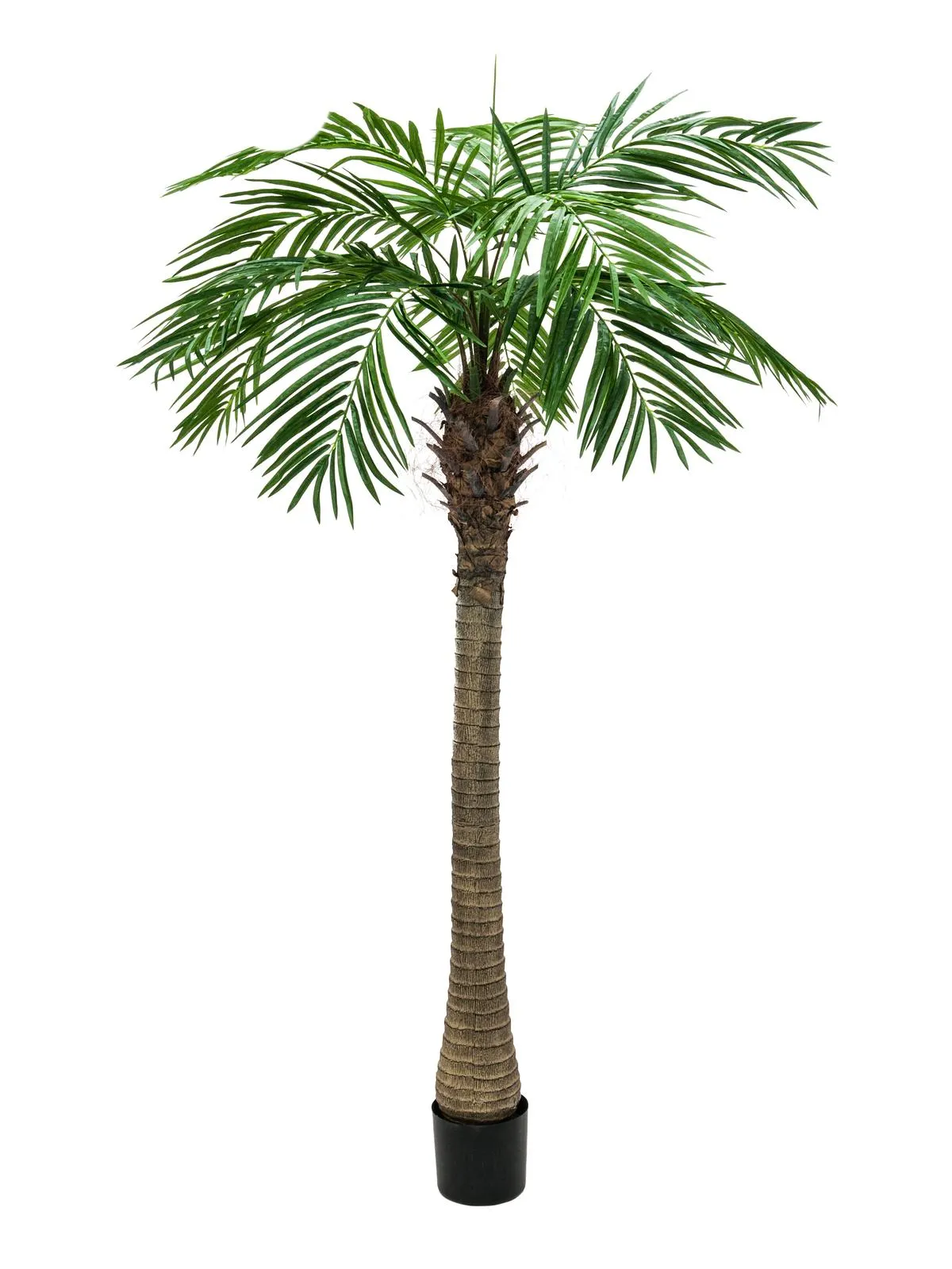 EUROPALMS Phoenix palm tree luxor, 150cm - cover