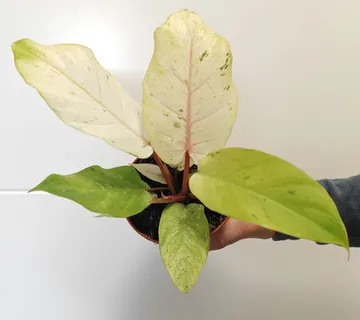 PHILODENDRON “Snowdrift” - cover