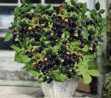 MINI KUPINA “Little Black Prince” - cover