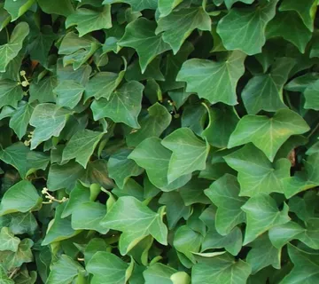 HEDERA HIBERNICA - cover