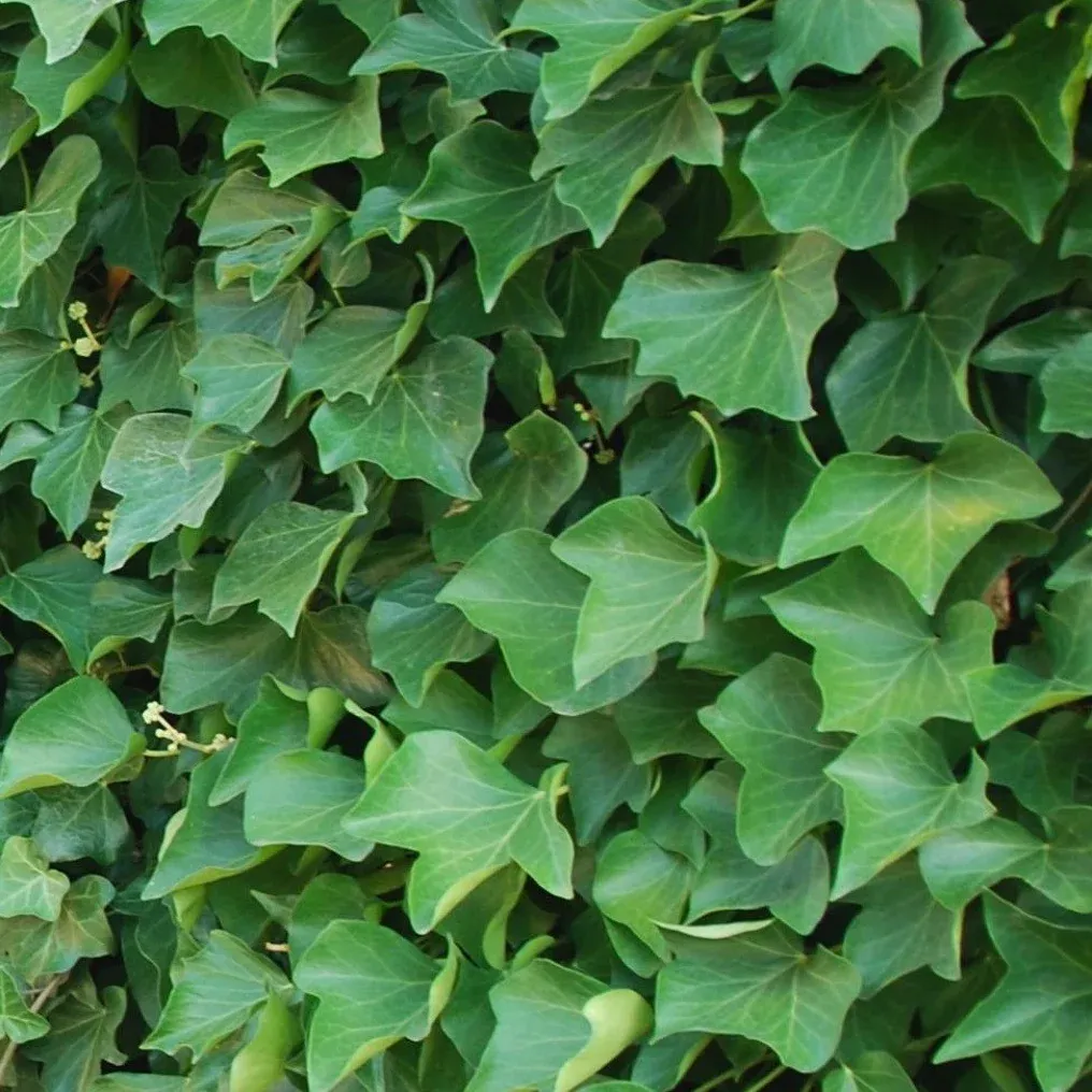 HEDERA HIBERNICA - cover