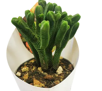 CRASSULA “Pyramidalis” - cover