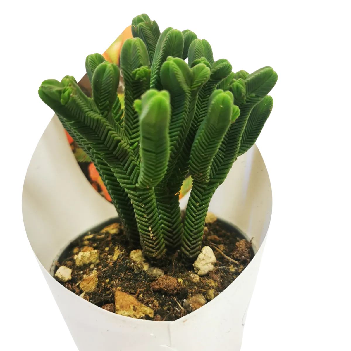 CRASSULA “Pyramidalis” - cover