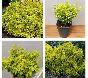 EUONYMUS FORT “Emerald ‘n’ Gold” - cover