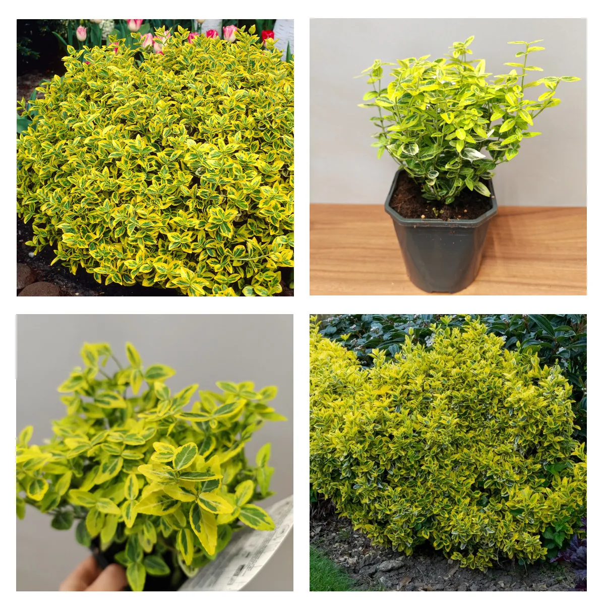 EUONYMUS FORT “Emerald ‘n’ Gold” - cover