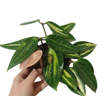 HOYA “Pot of Gold” - cover