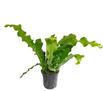 MICROSORUM MU. “Crocodyllus” - cover