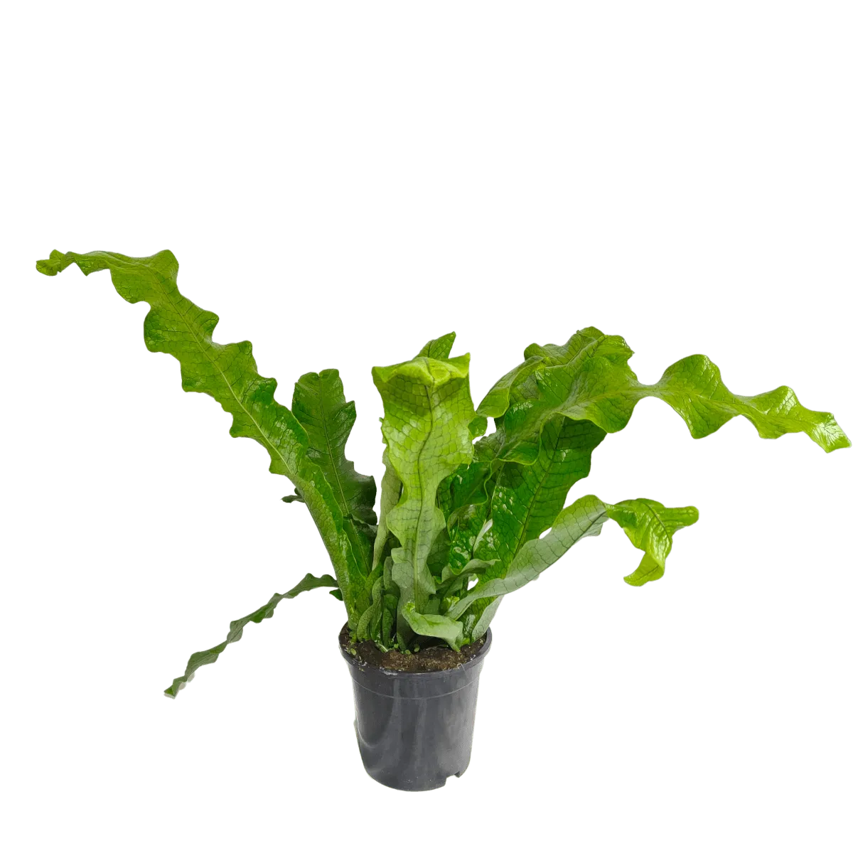 MICROSORUM MU. “Crocodyllus” - cover