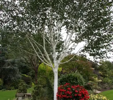 BETULA UTILIS ‘Jacquemontii’ - cover