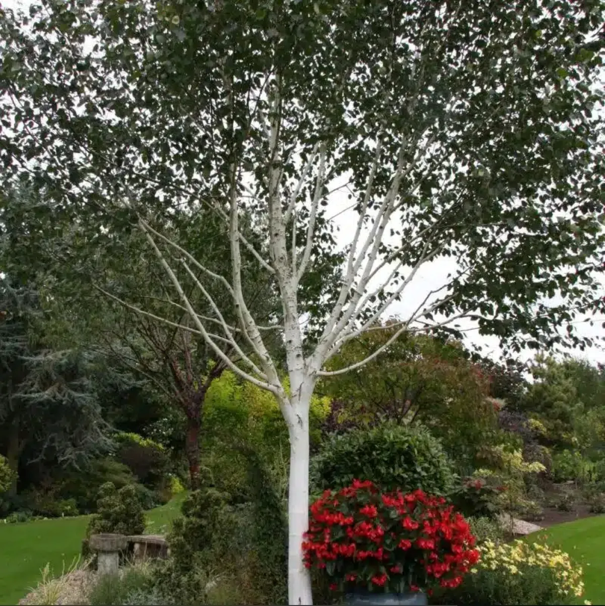 BETULA UTILIS ‘Jacquemontii’ - cover