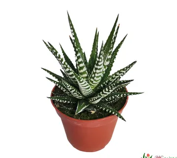 HAWORTHIA - sukulent - cover