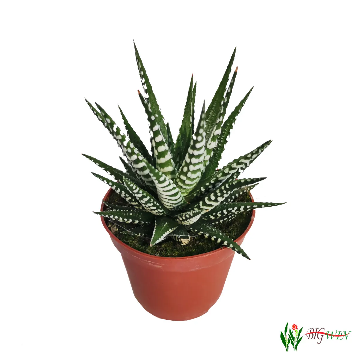 HAWORTHIA - sukulent - cover