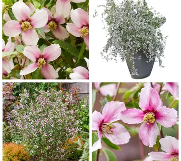 PHILADELPHUS “P.P.Pink”/mirisni pajasmin - cover