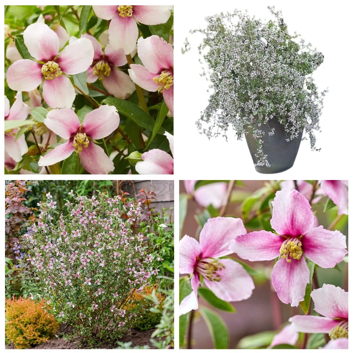 PHILADELPHUS “P.P.Pink”/mirisni pajasmin - cover