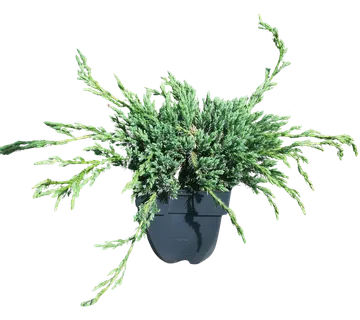 JUNIPERUS SQ “Blue carpet” - cover