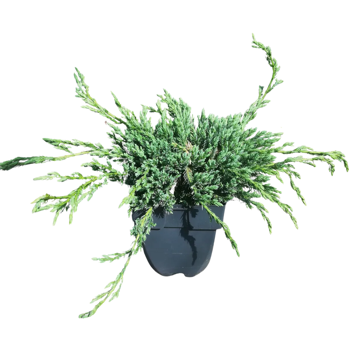 JUNIPERUS SQ “Blue carpet” - cover