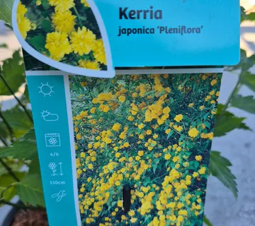 KERRIA JAP.”Plenifolora” - cover