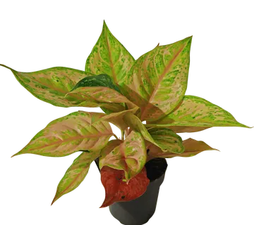 AGLAONEMA “Pastella” - cover