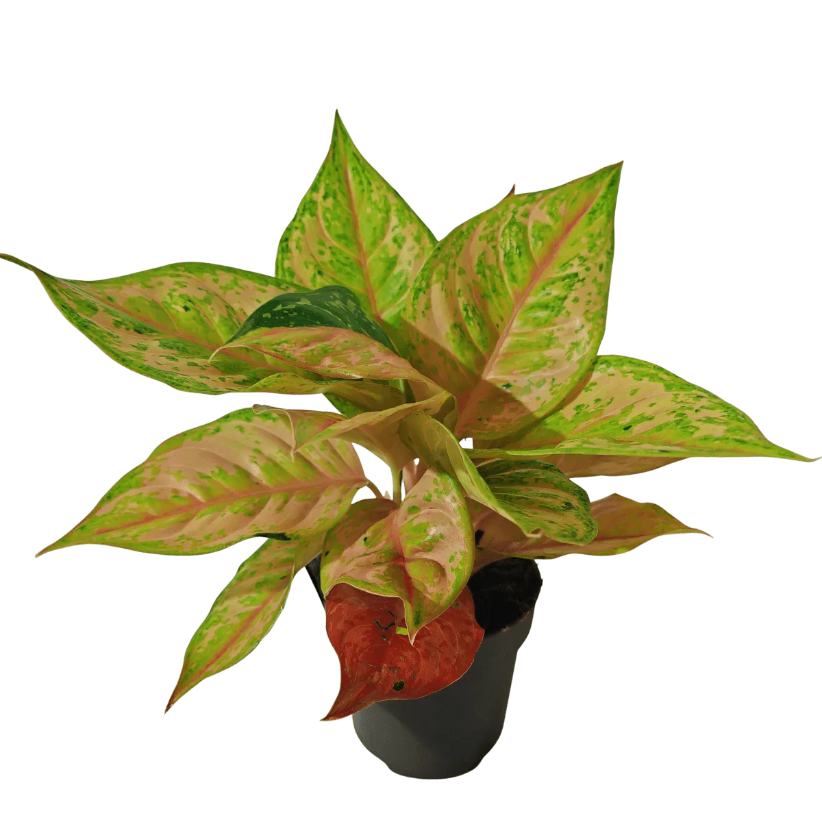 AGLAONEMA “Pastella” - cover