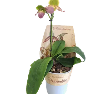 PAPHIOPEDILUM ‘Pinocchio’ - cover