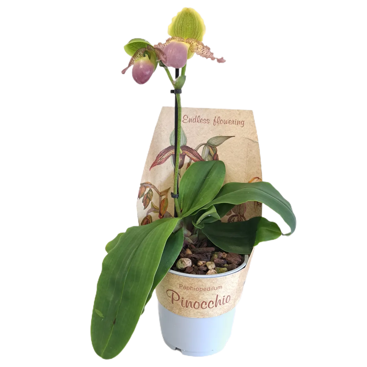 PAPHIOPEDILUM ‘Pinocchio’ - cover