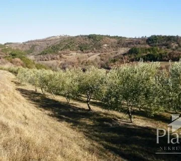 Istra, centralna, prekrasan maslinik na površini od 24000m2 - cover