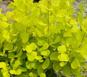 COTINUS COG. “Golden Spirit” - cover