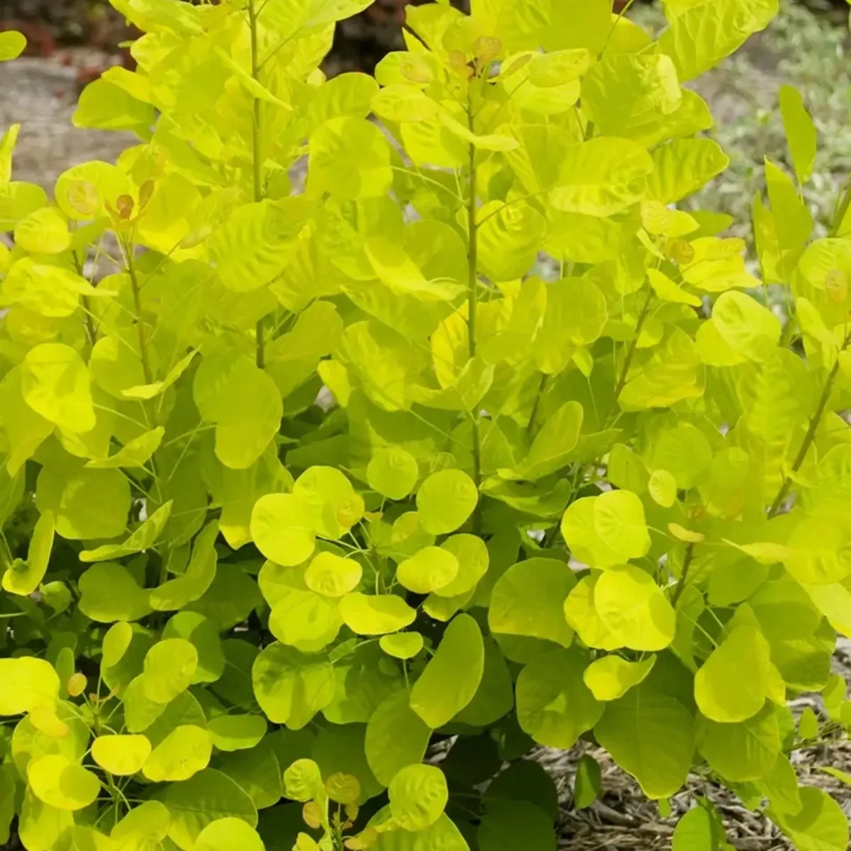 COTINUS COG. “Golden Spirit” - cover