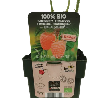 MALINA “Autumn Amber” - cover