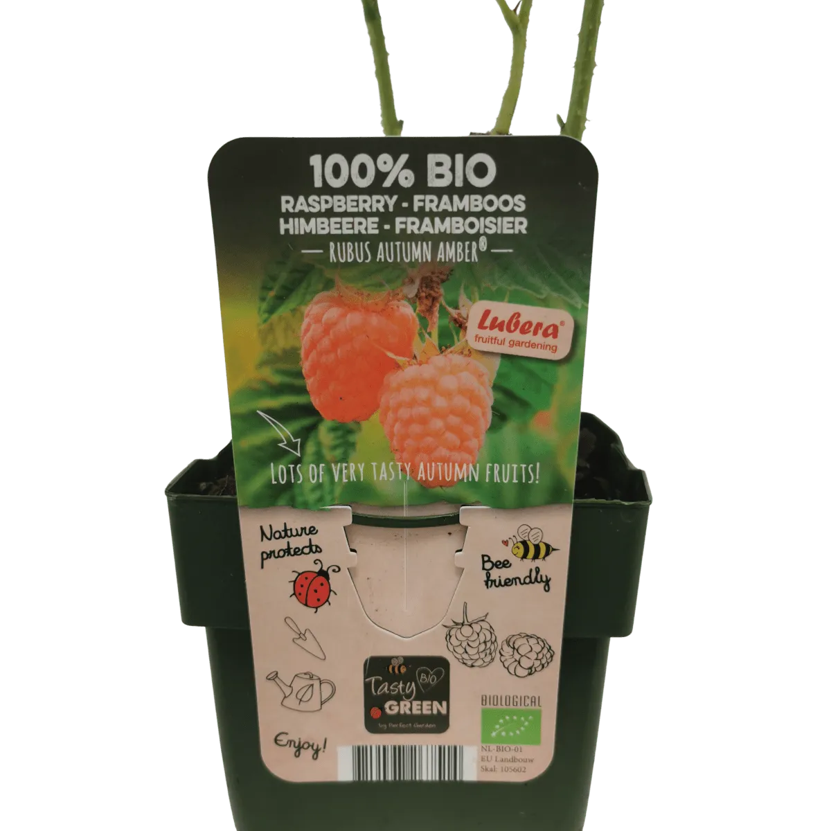 MALINA “Autumn Amber” - cover