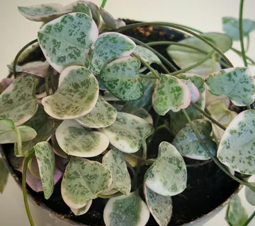 CEROPEGIA “Woodii variegata” - cover