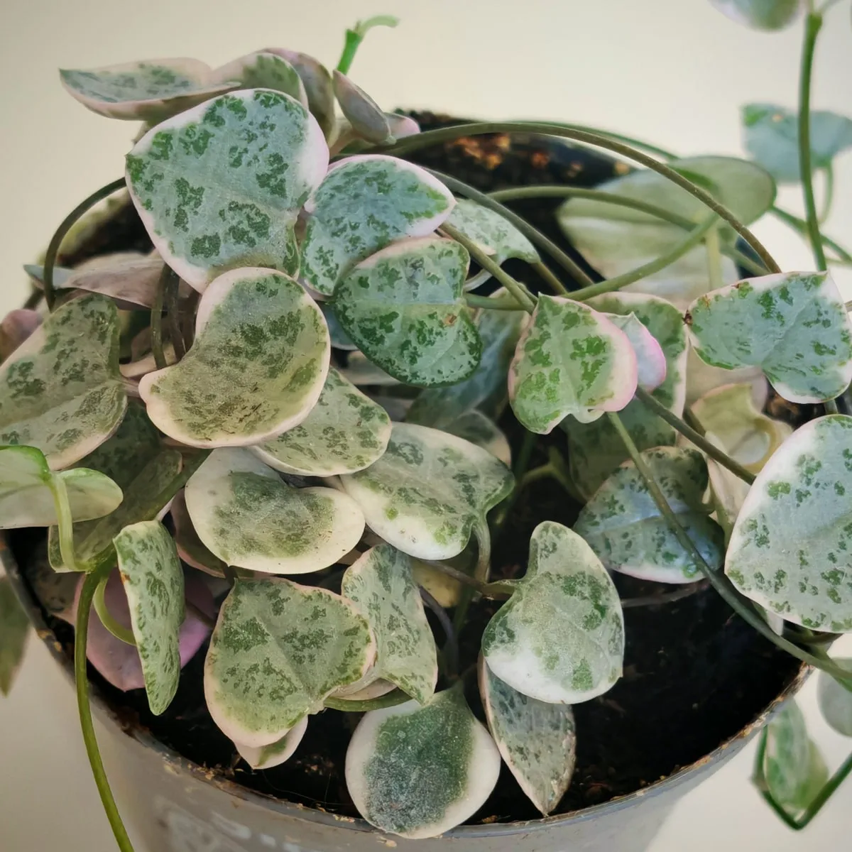 CEROPEGIA “Woodii variegata” - cover