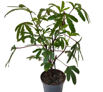 HIBISKUS sabdariffa “Tea Plant” - cover