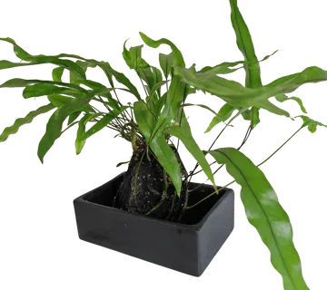 MICROSORUM DIVERSIFOLIUM na vulkanskom kamenu - cover