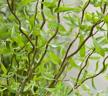 SALIX BABY. “Tortuosa” - cover