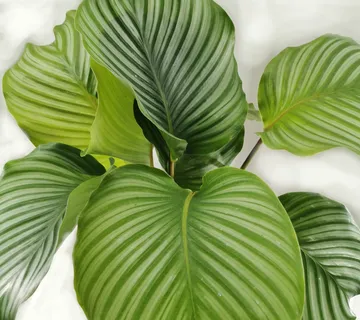 CALATHEA “Orbifolia” - cover